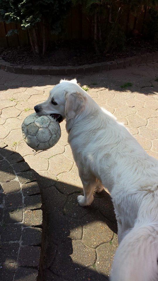 Golden retriever Merle - Merle elsker sin fodbold billede 19