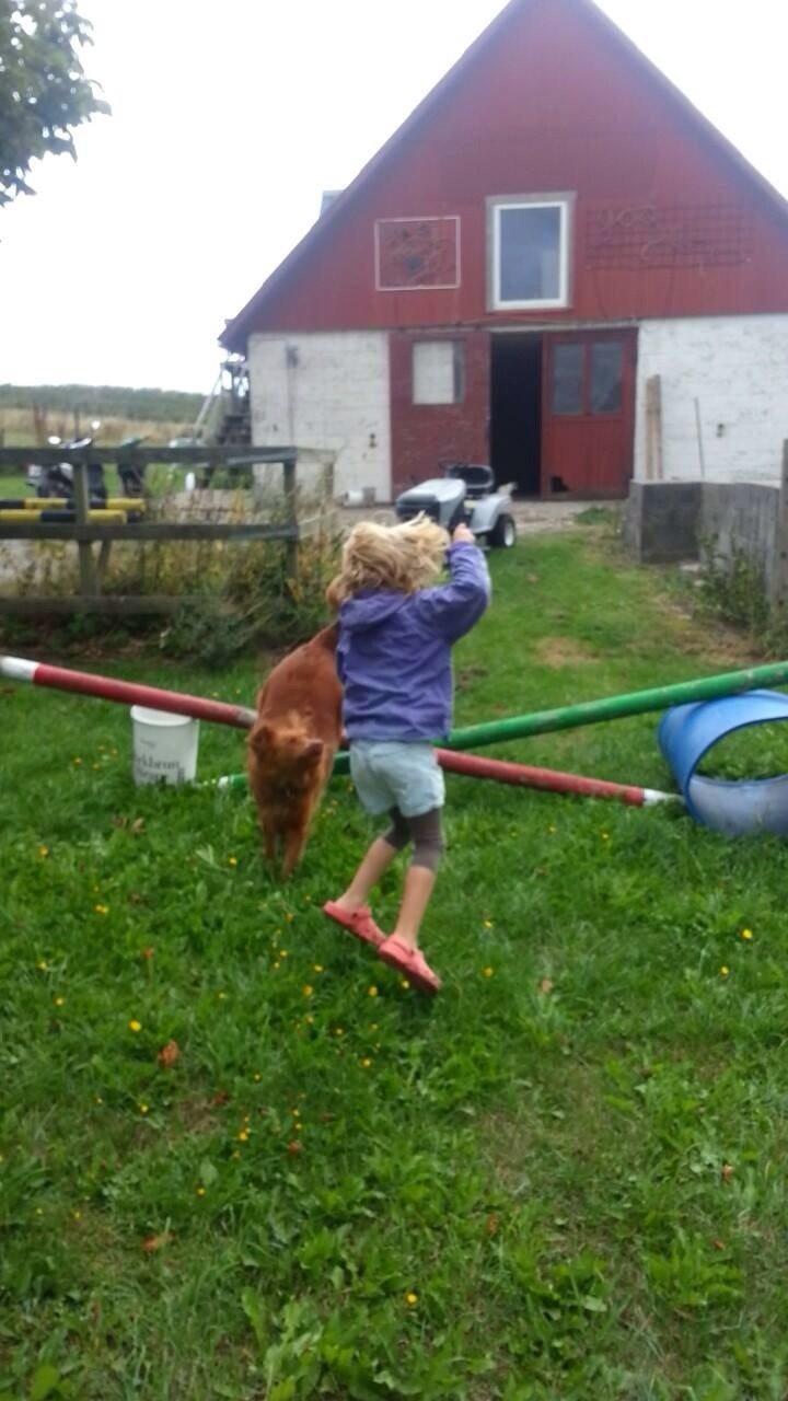 Blanding af racer Jacki billede 11