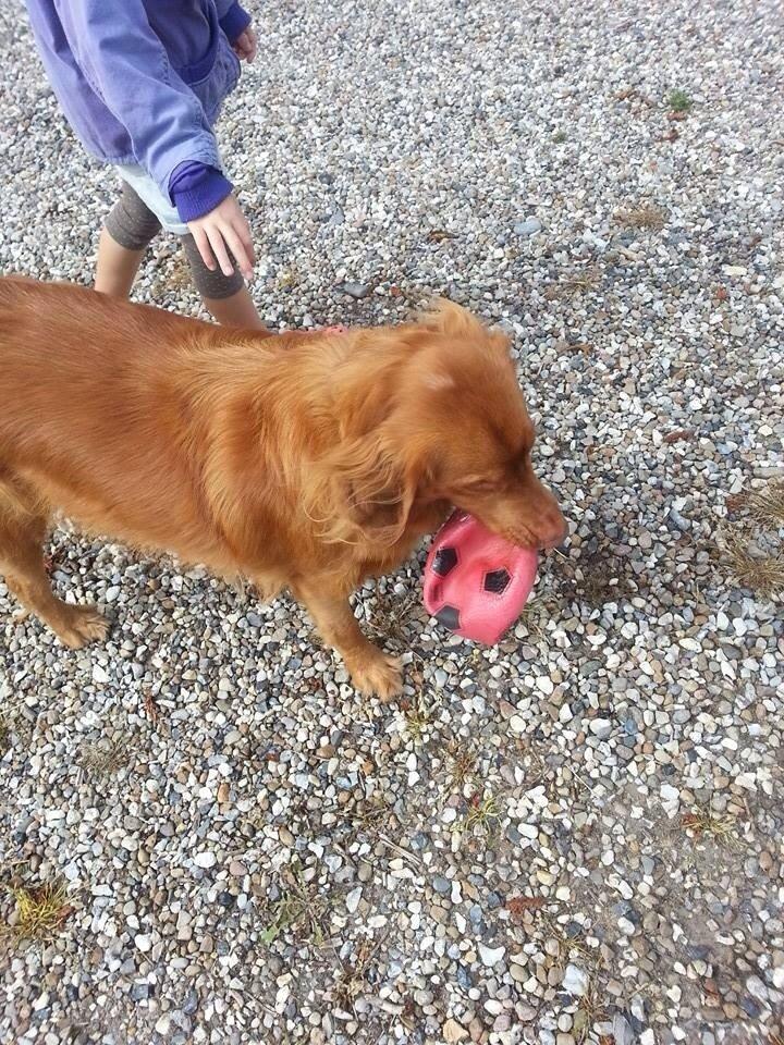 Blanding af racer Jacki billede 13