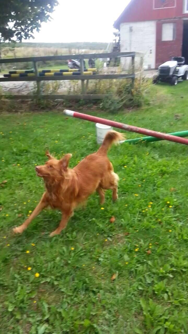 Blanding af racer Jacki billede 14