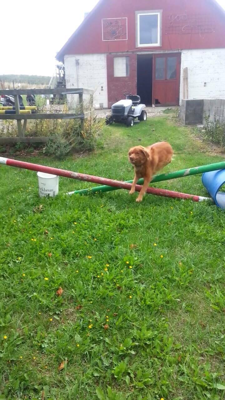 Blanding af racer Jacki billede 15