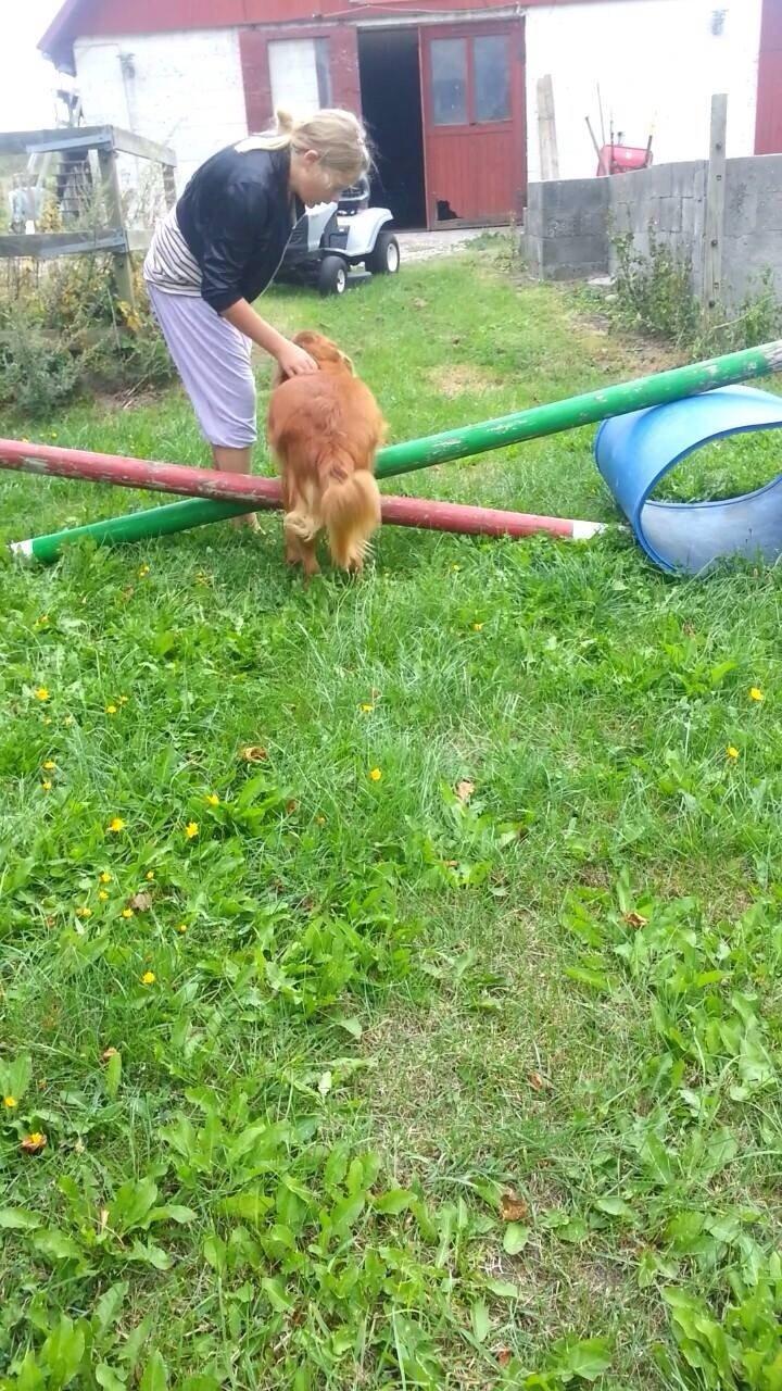 Blanding af racer Jacki billede 17