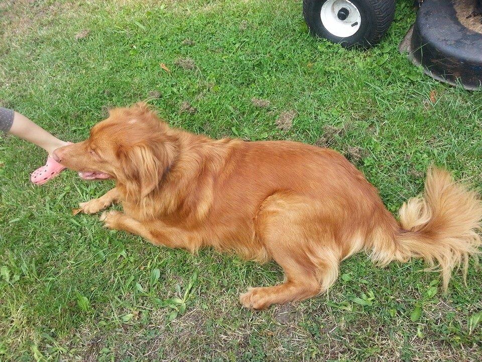 Blanding af racer Jacki billede 18