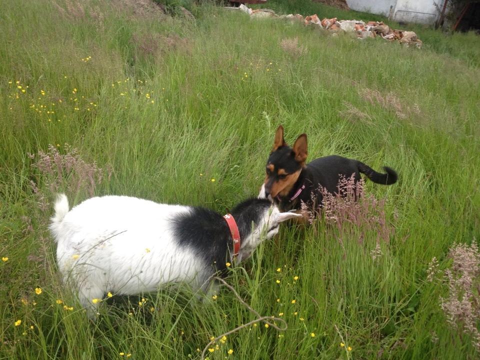 Blanding af racer Maya billede 16