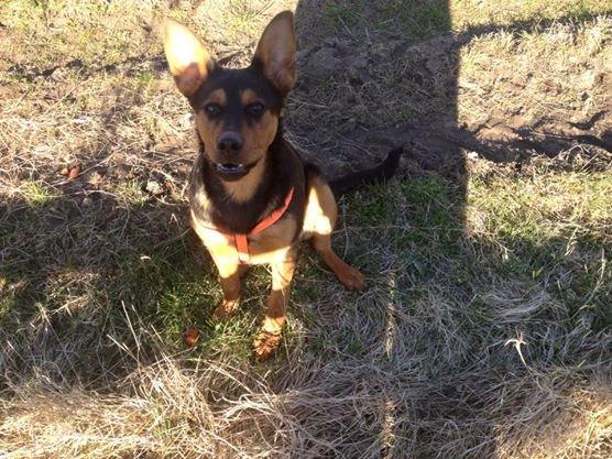 Blanding af racer Maya billede 17