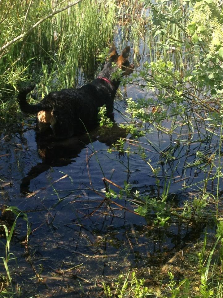 Blanding af racer Maya billede 22