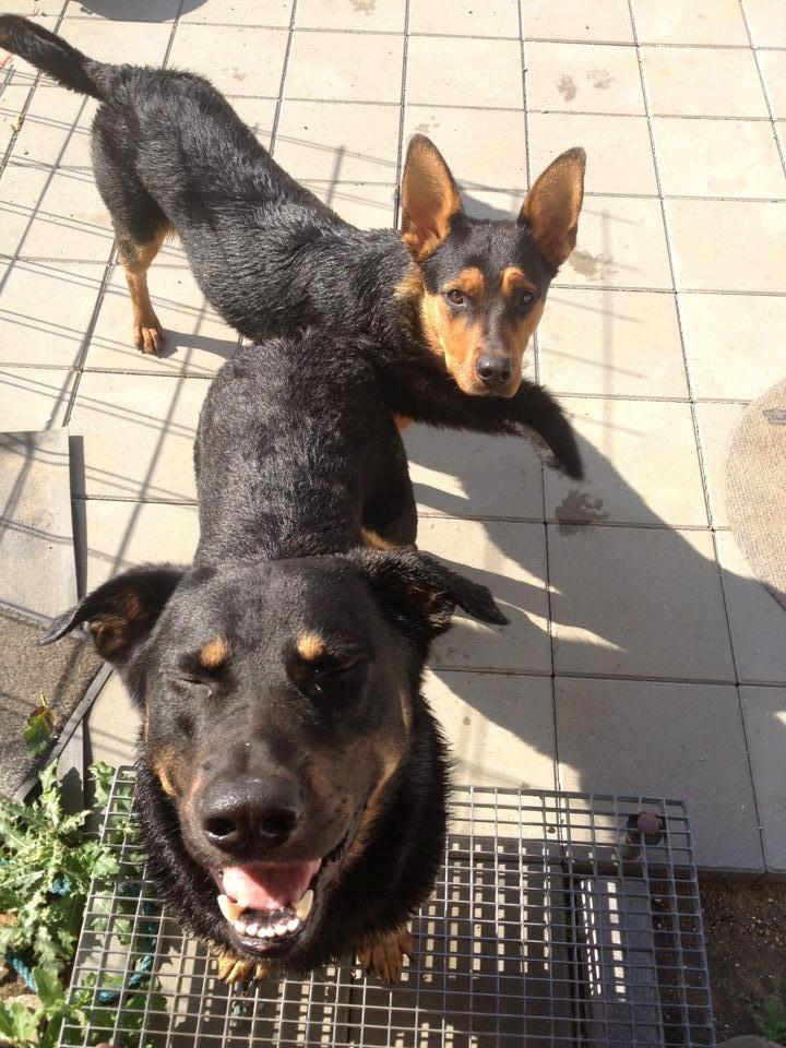 Blanding af racer Maya billede 18