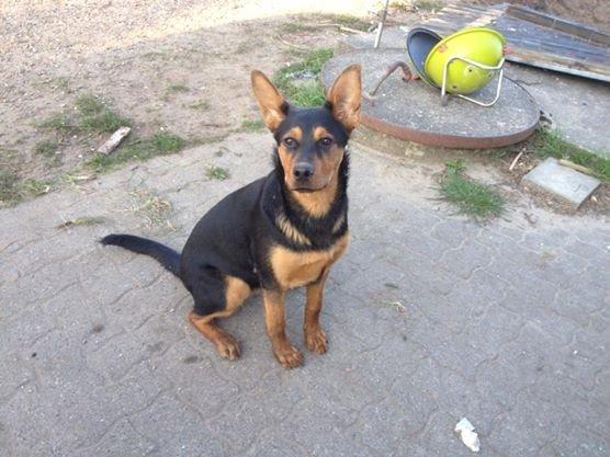 Blanding af racer Maya billede 23