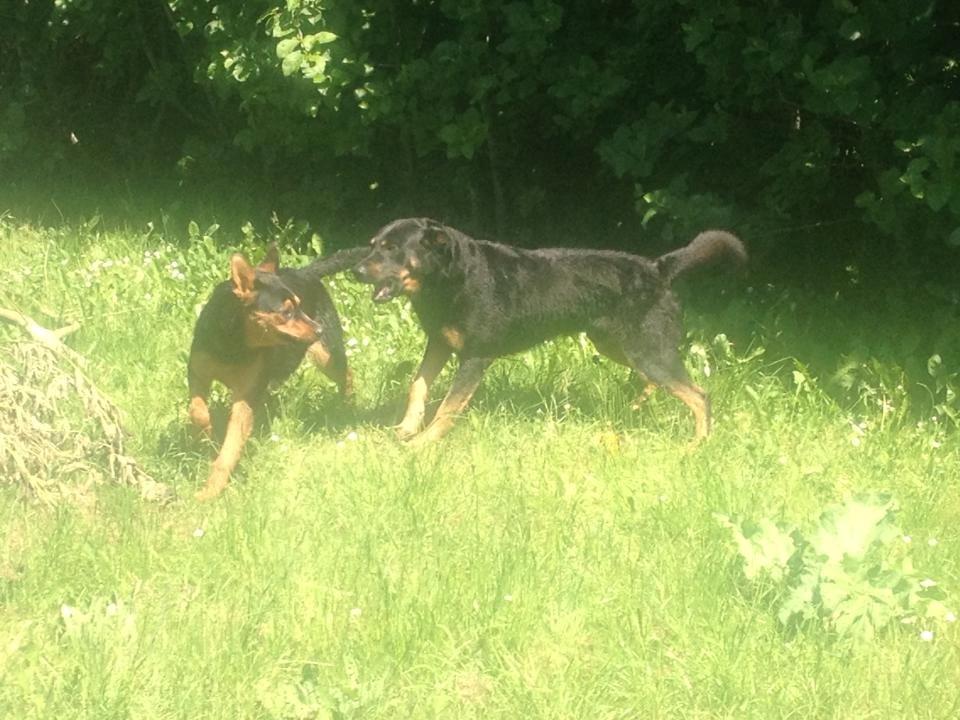 Blanding af racer Maya billede 24