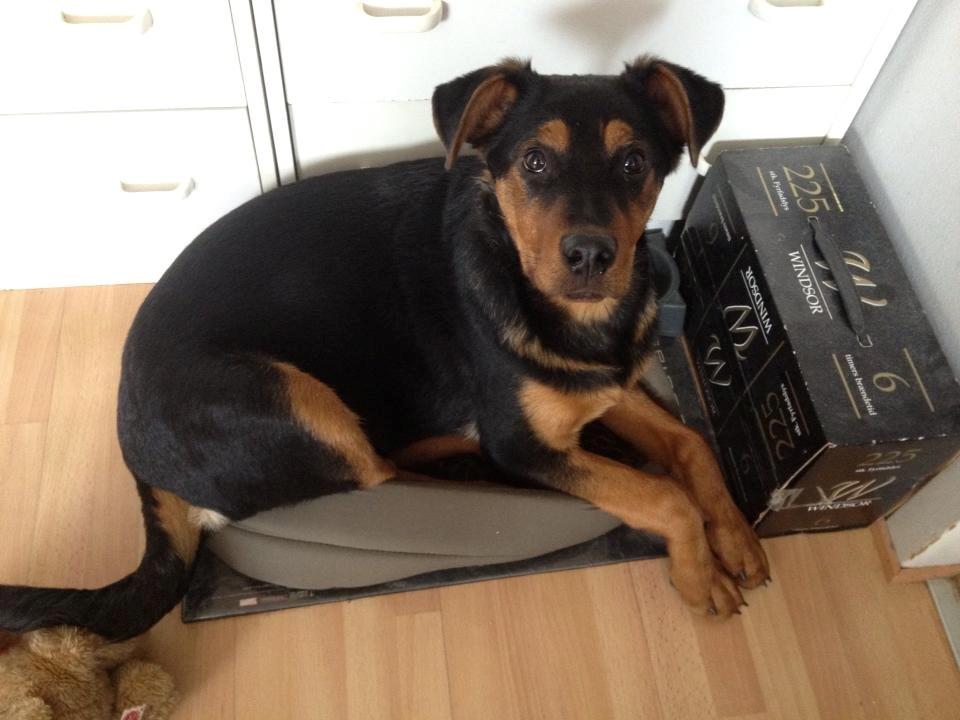 Blanding af racer Maya billede 12