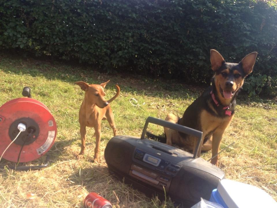 Blanding af racer Maya billede 25