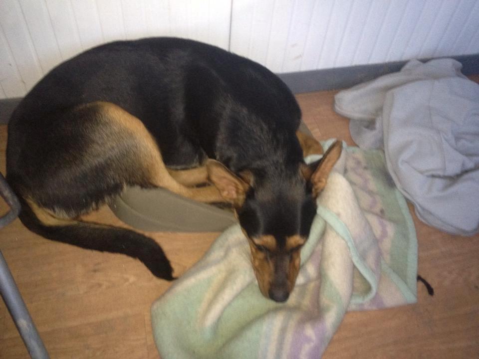 Blanding af racer Maya billede 13