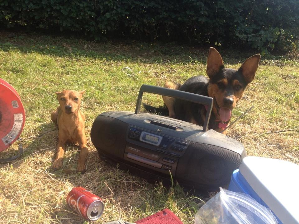 Blanding af racer Maya billede 26