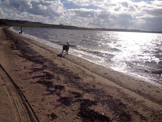 Blanding af racer Maya billede 27