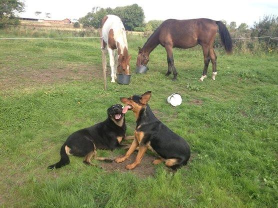 Blanding af racer Maya billede 30