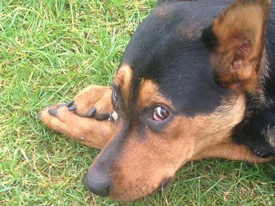 Blanding af racer Maya billede 31