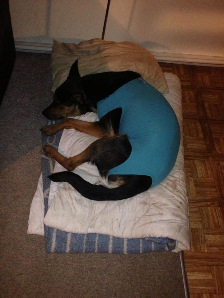 Blanding af racer Maya billede 19