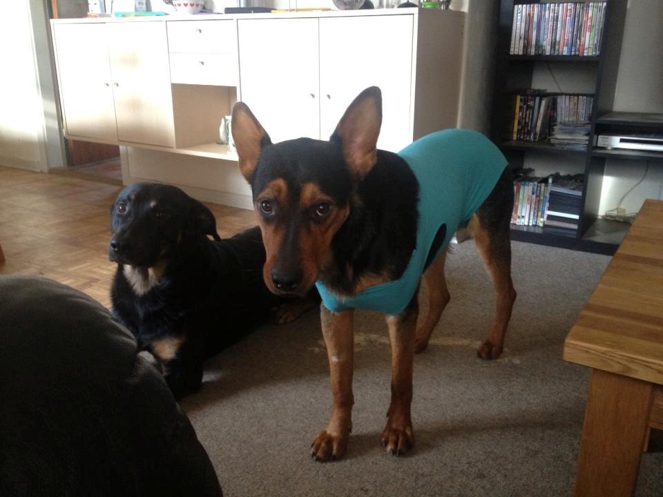 Blanding af racer Maya billede 21