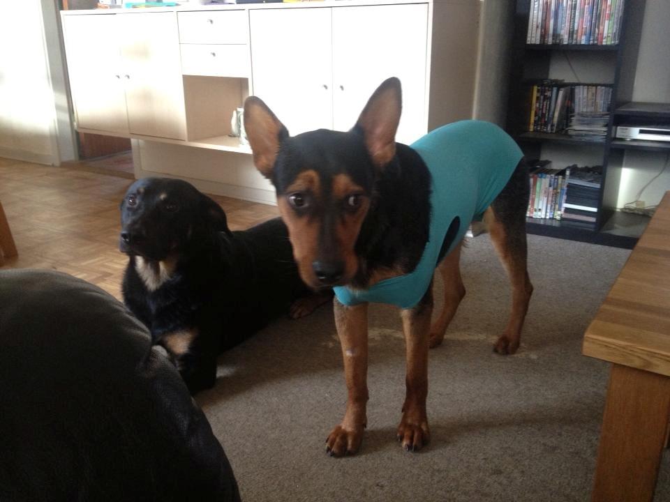 Blanding af racer Maya billede 20