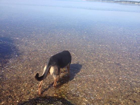 Blanding af racer Maya billede 28