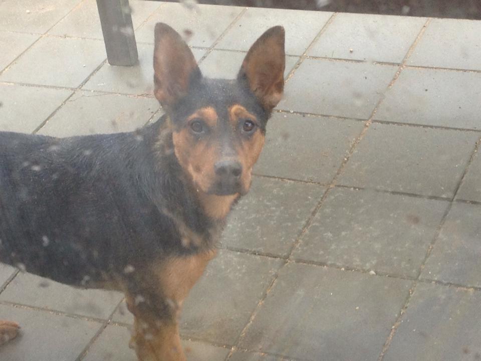 Blanding af racer Maya billede 39