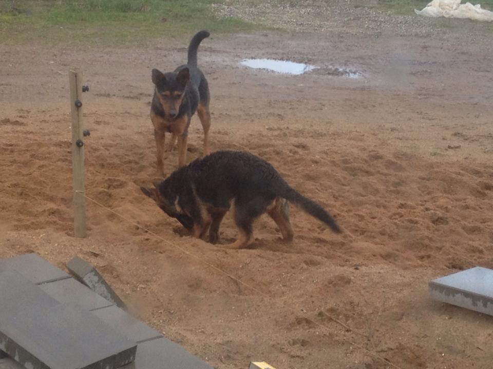 Blanding af racer Maya billede 40