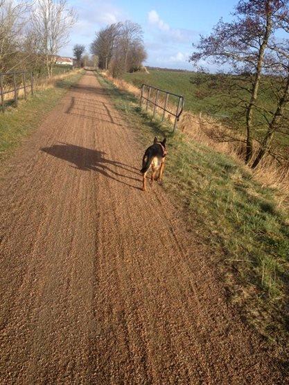 Blanding af racer Maya billede 42