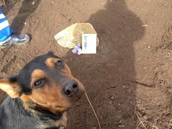 Blanding af racer Maya billede 15