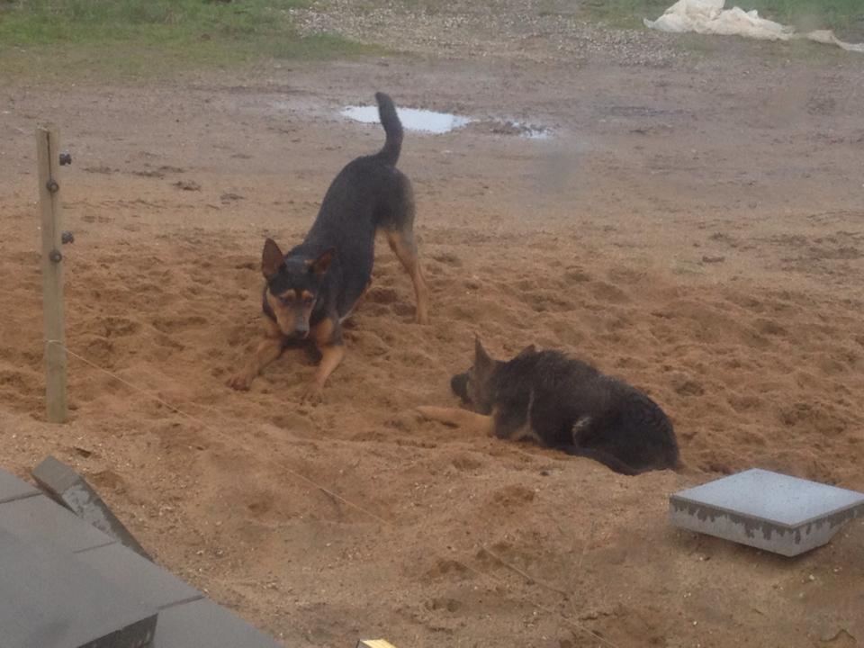 Blanding af racer Maya billede 41