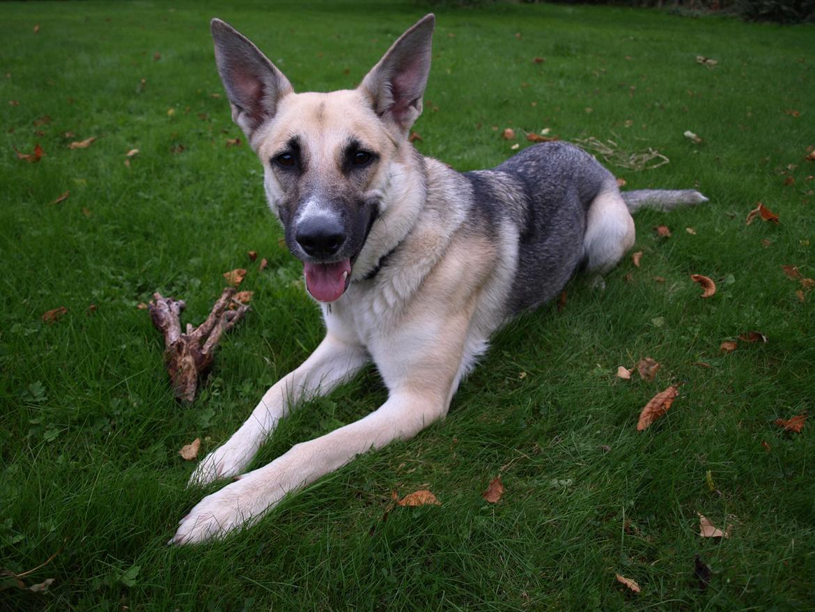 Blanding af racer Sille billede 1