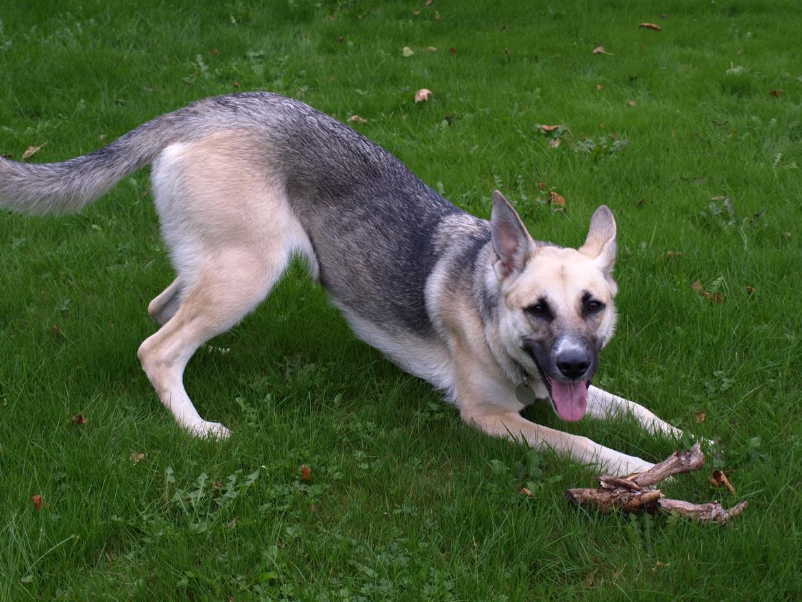 Blanding af racer Sille billede 3