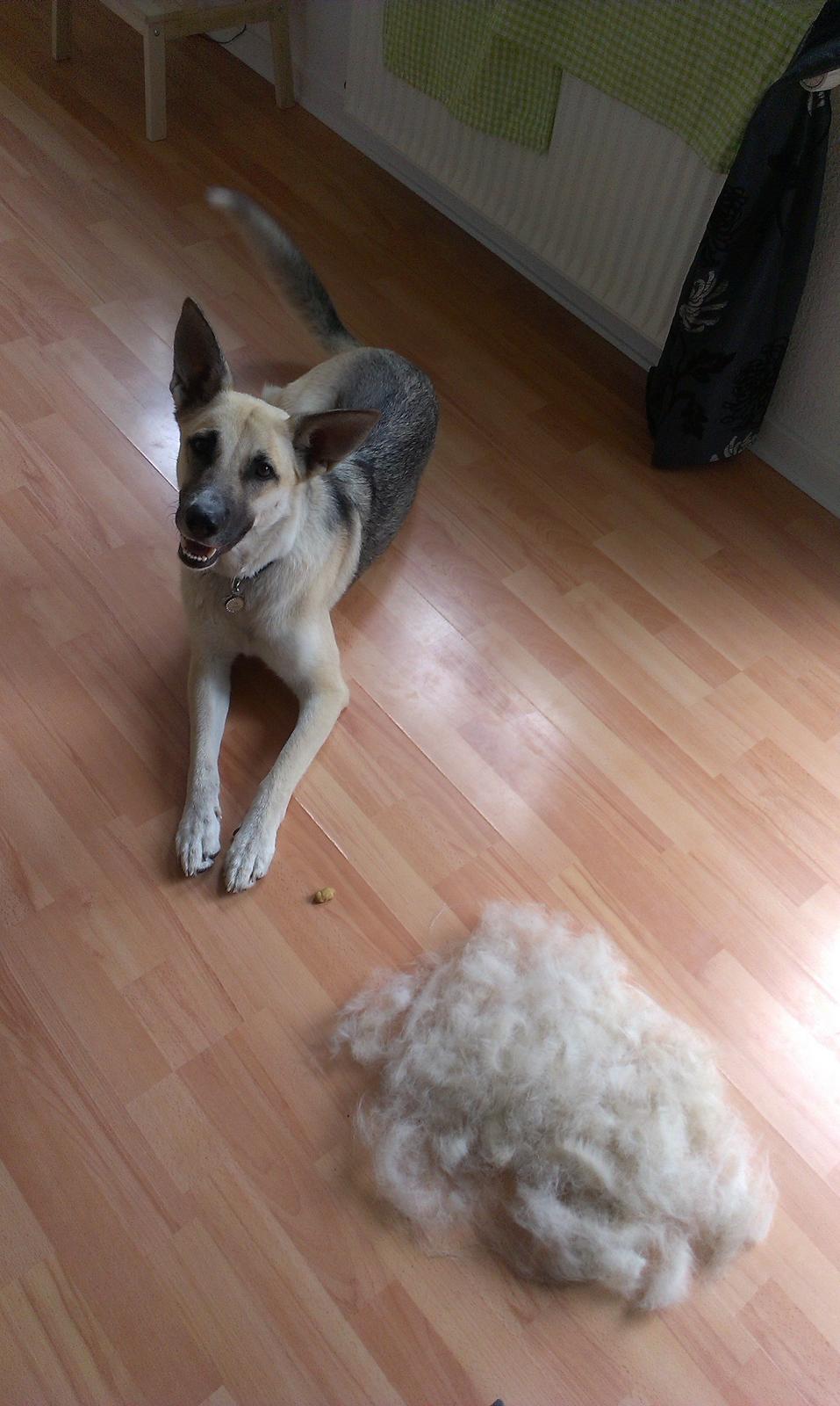 Blanding af racer Sille billede 2