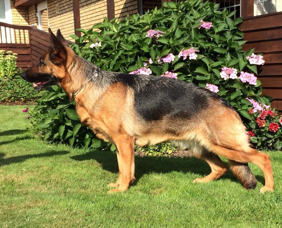 Schæferhund Team Dika's Sandra billede 2