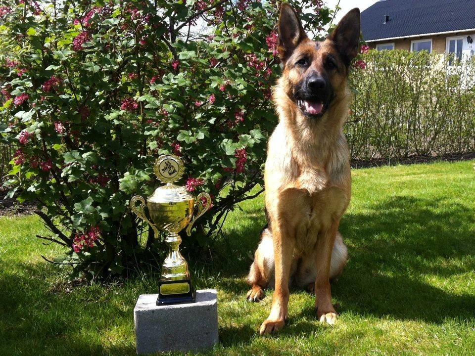 Schæferhund Team Dika's Sandra billede 4