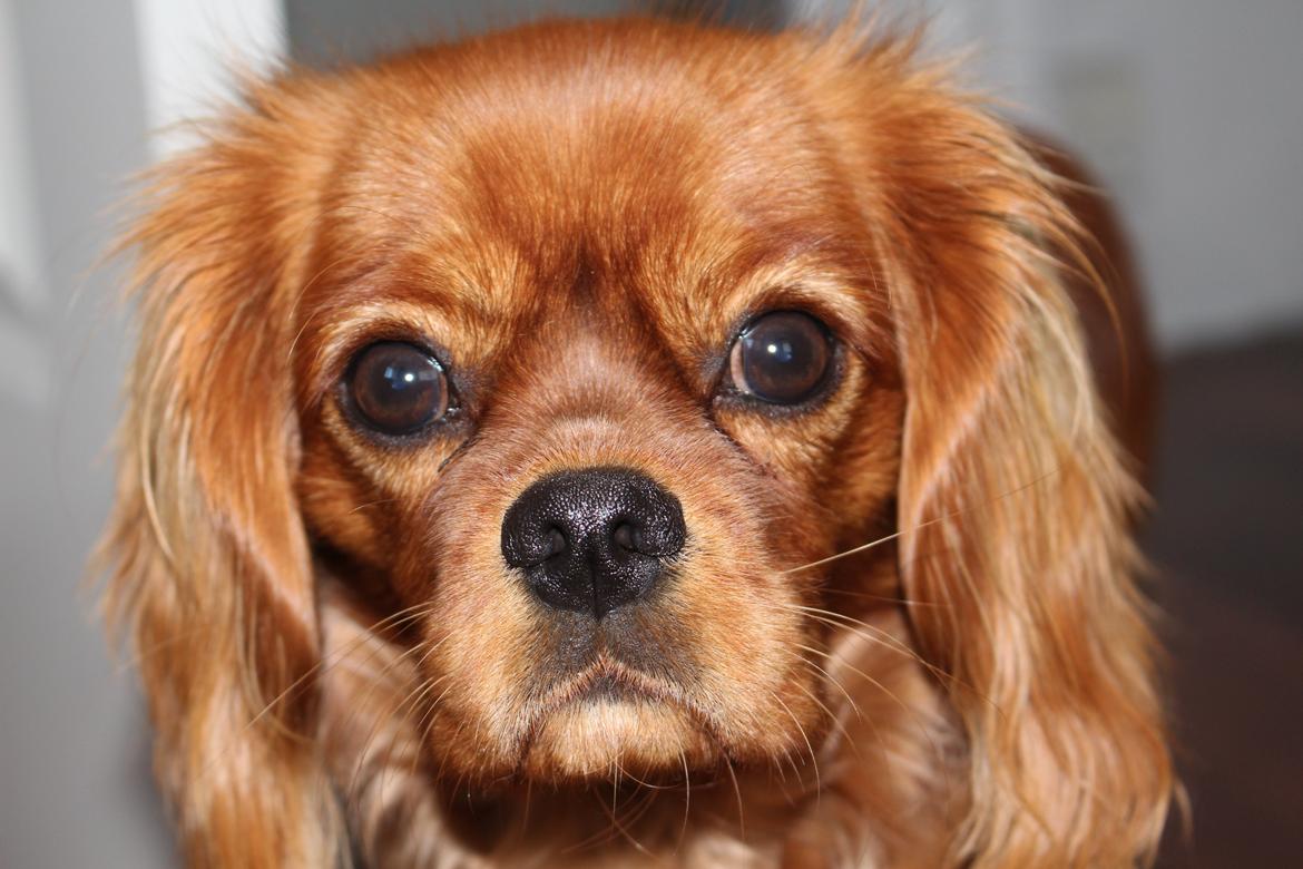 Cavalier king charles spaniel Canidan's Dare me (Maia) - skatten ca 7 måneder billede 25