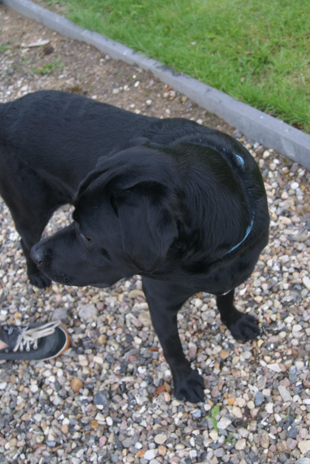 Labrador retriever Elvis billede 5