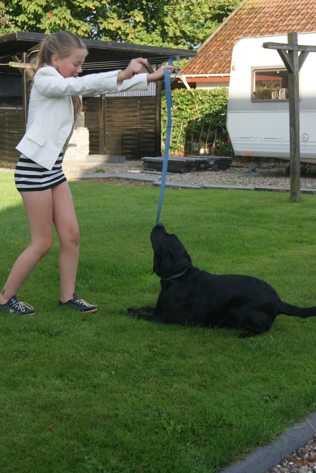 Labrador retriever Elvis billede 7