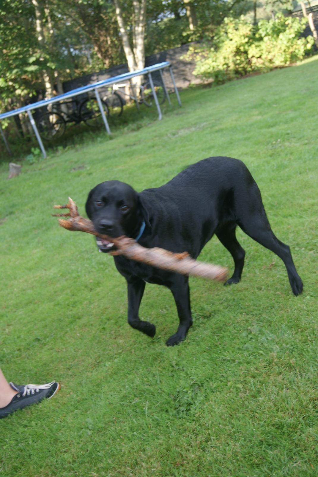 Labrador retriever Elvis billede 9