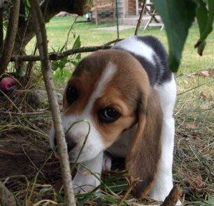 Beagle Scooby billede 2