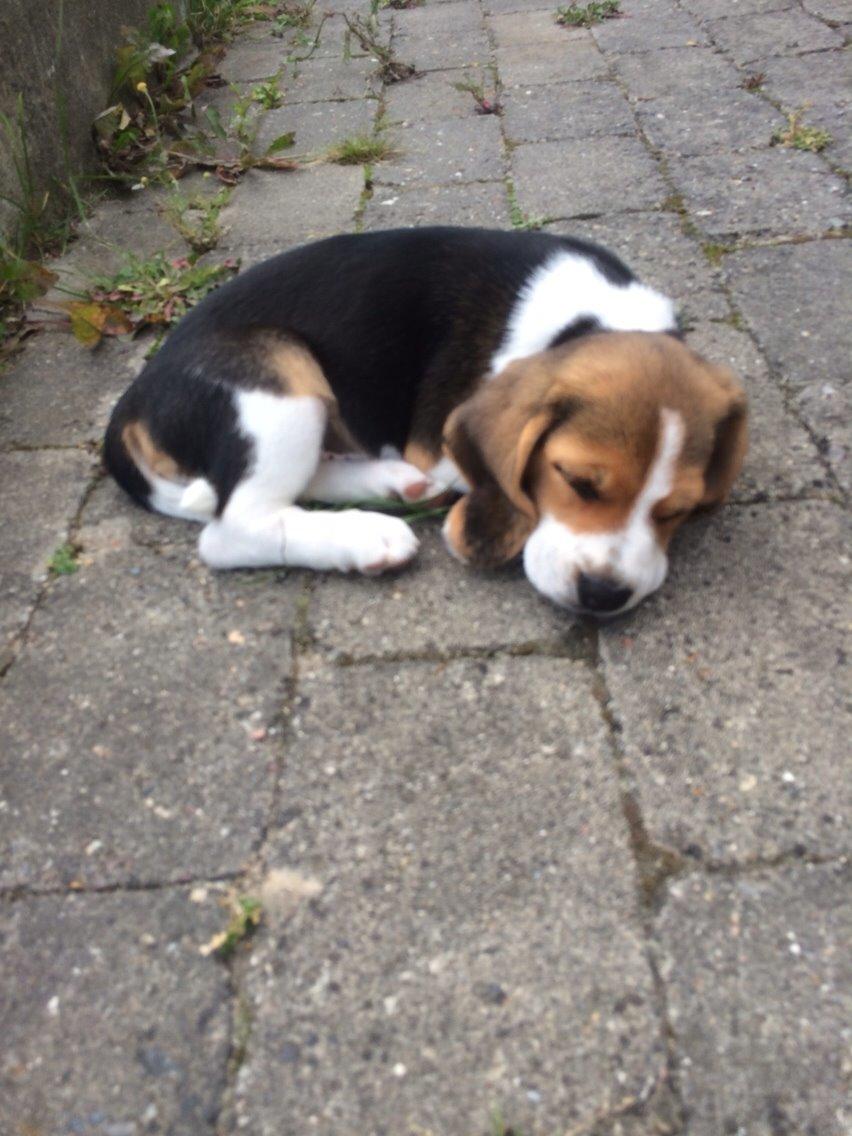 Beagle Scooby billede 1