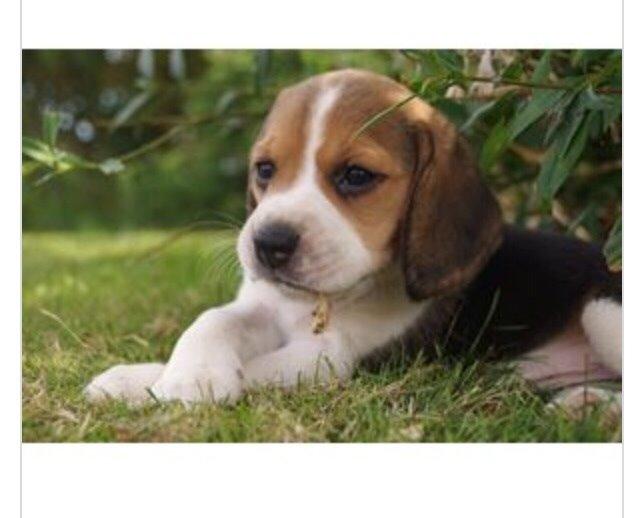 Beagle Scooby billede 3