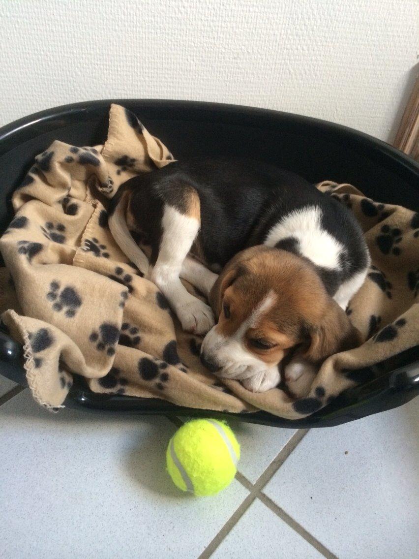 Beagle Scooby billede 5