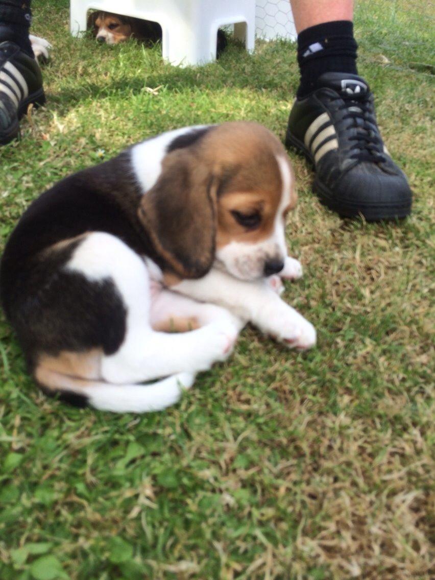 Beagle Scooby billede 4