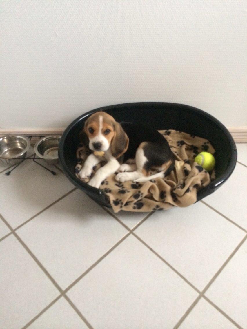 Beagle Scooby billede 6