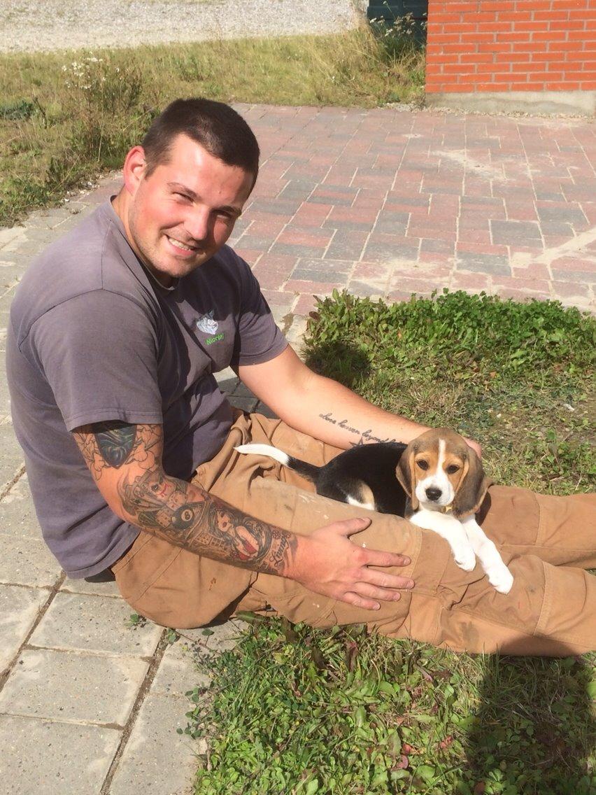 Beagle Scooby billede 7