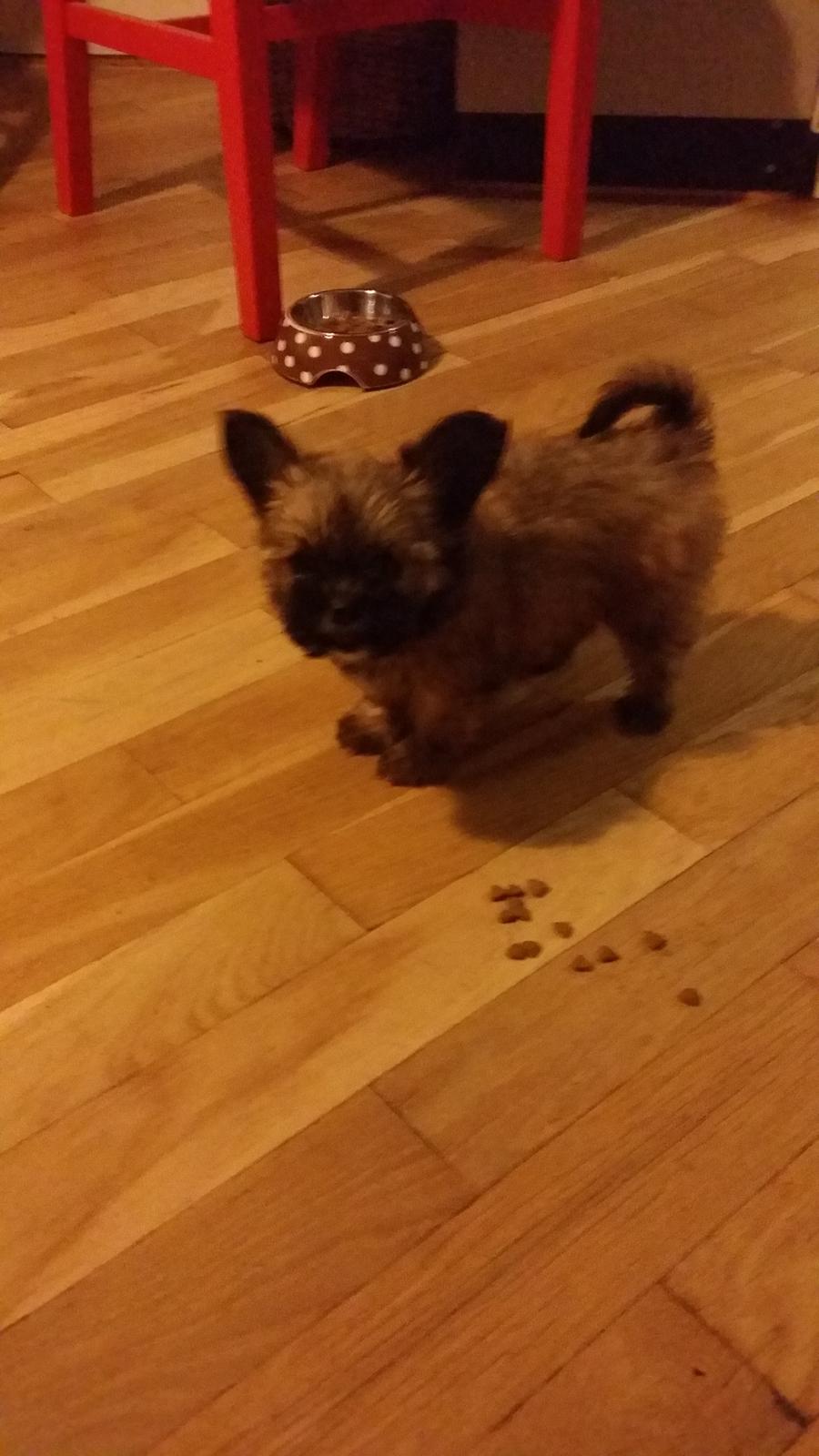 Blanding af racer Viggo - Første aften med lille vigs :) billede 5