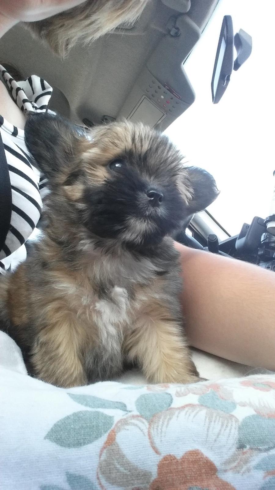 Blanding af racer Viggo - Lille Viggo på 9 ugers fødselsdag. Viggo flytter hjemmefra :) billede 6