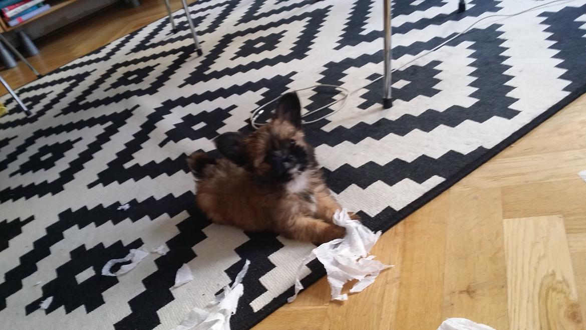 Blanding af racer Viggo - Dagen efter Vigs flyttede hjem. Viggo river køkkenrulle fra hinanden :) <3 billede 3