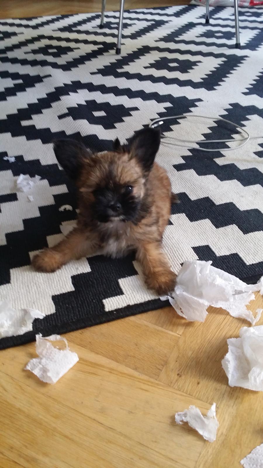 Blanding af racer Viggo billede 4