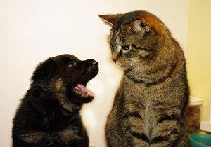 Schæferhund Kennel Djalsam's Gabbie billede 26